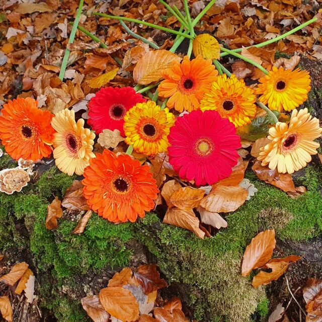 Gerberas make you happy and are the sunshine in the fall. #fall #gerbera #happy